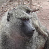 Tarangire - Baboon
